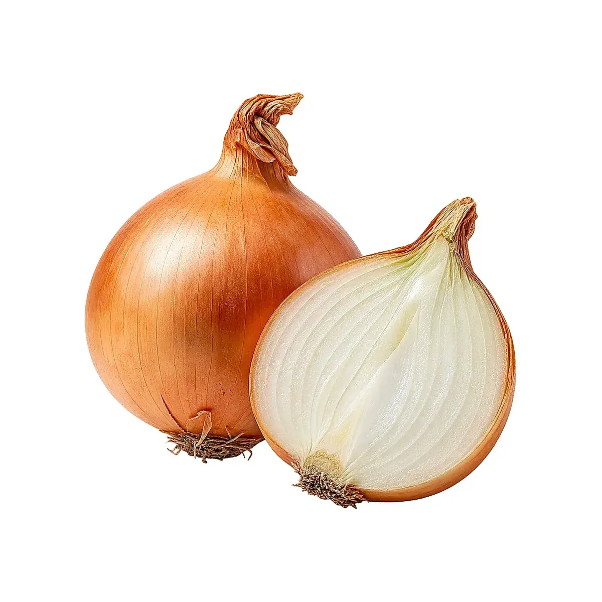 Kuru Soğan